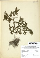藏品(生根卷柏)的圖片